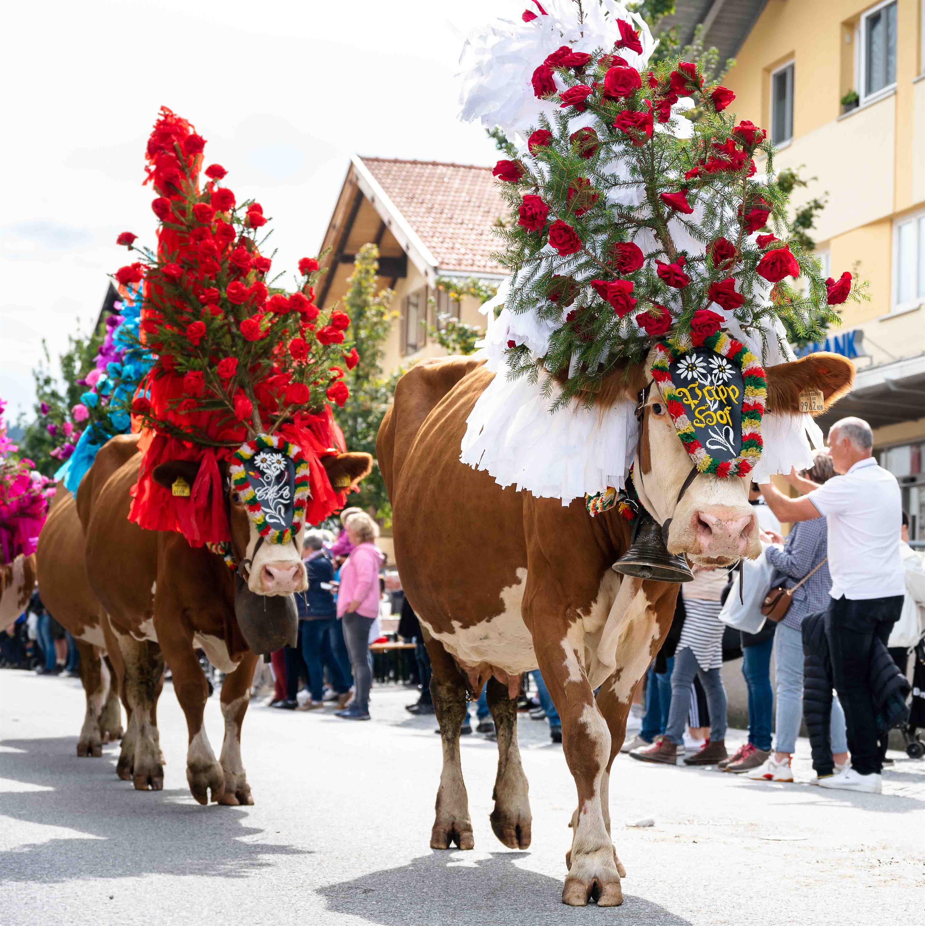Kleiner Almabtrieb in Itter