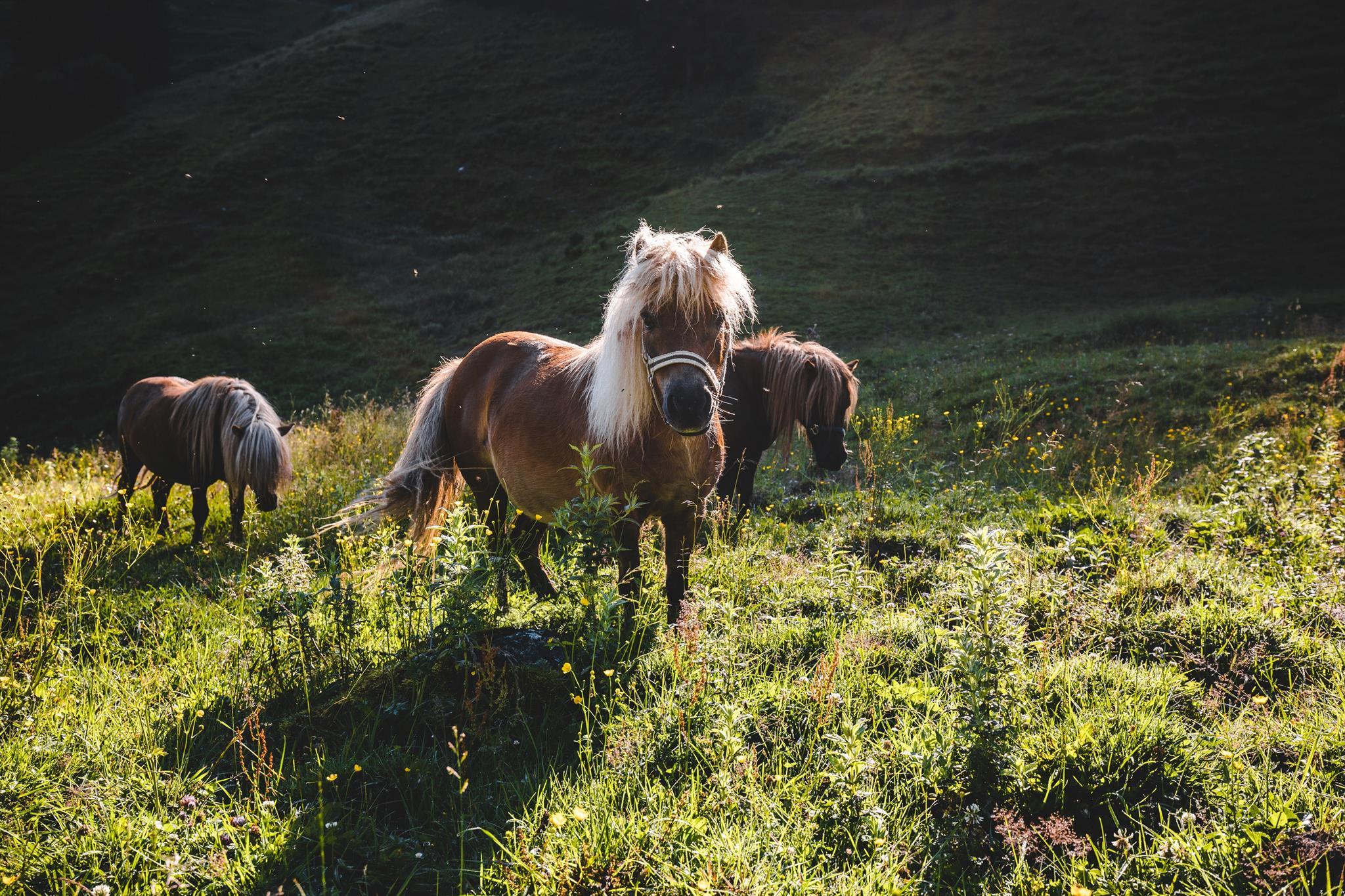 Kinder-Pony-Wanderung auf der Alm