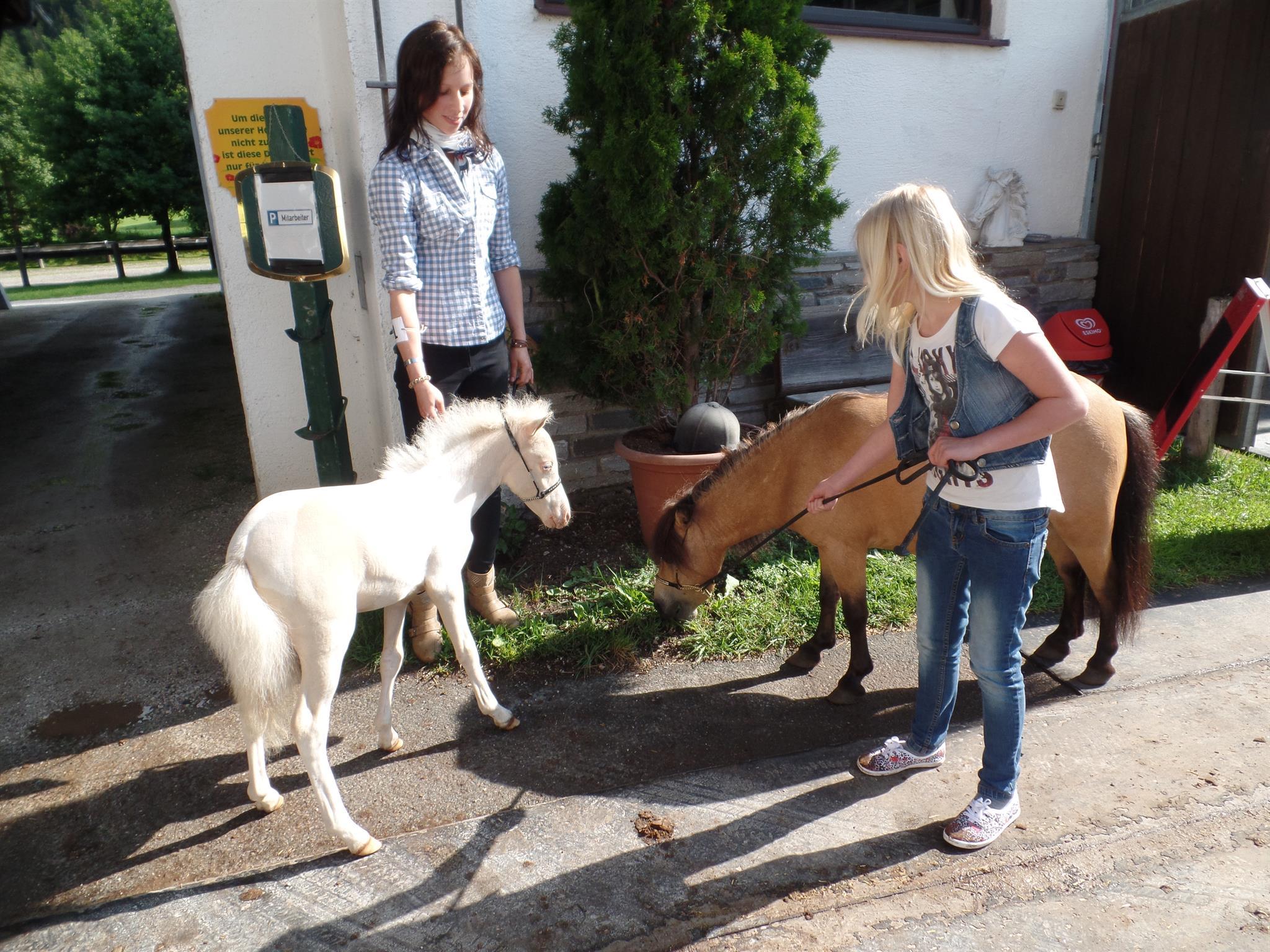 Pferdezuchtschau West des ÖZP