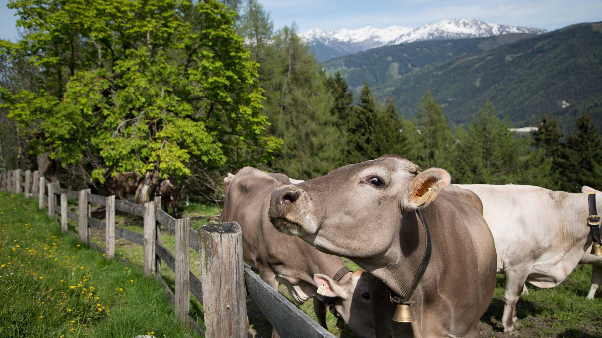 Froneben Alm 1.306m - Kühe
