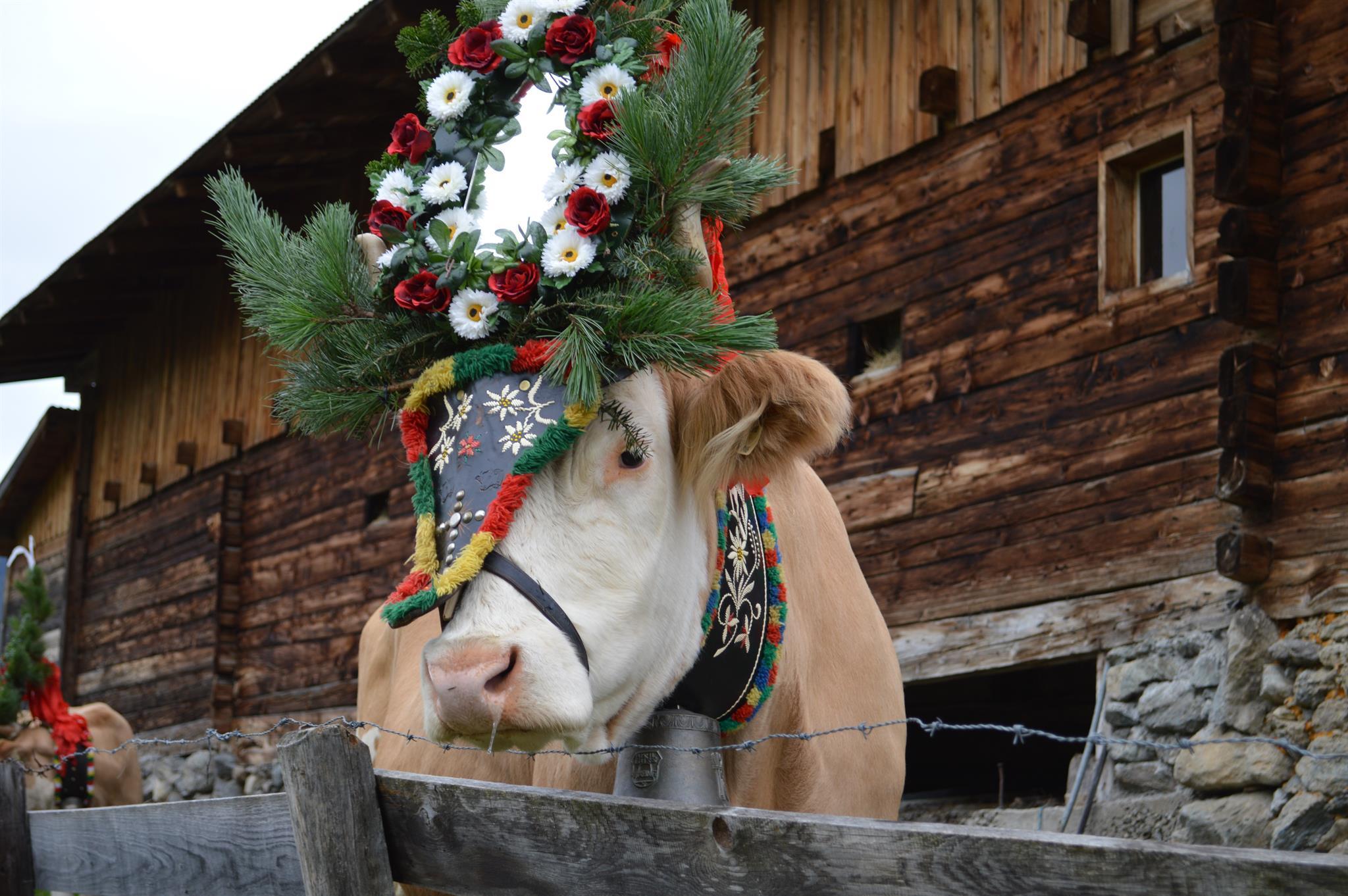 Hoamfohrerfestl mit Almabtrieb