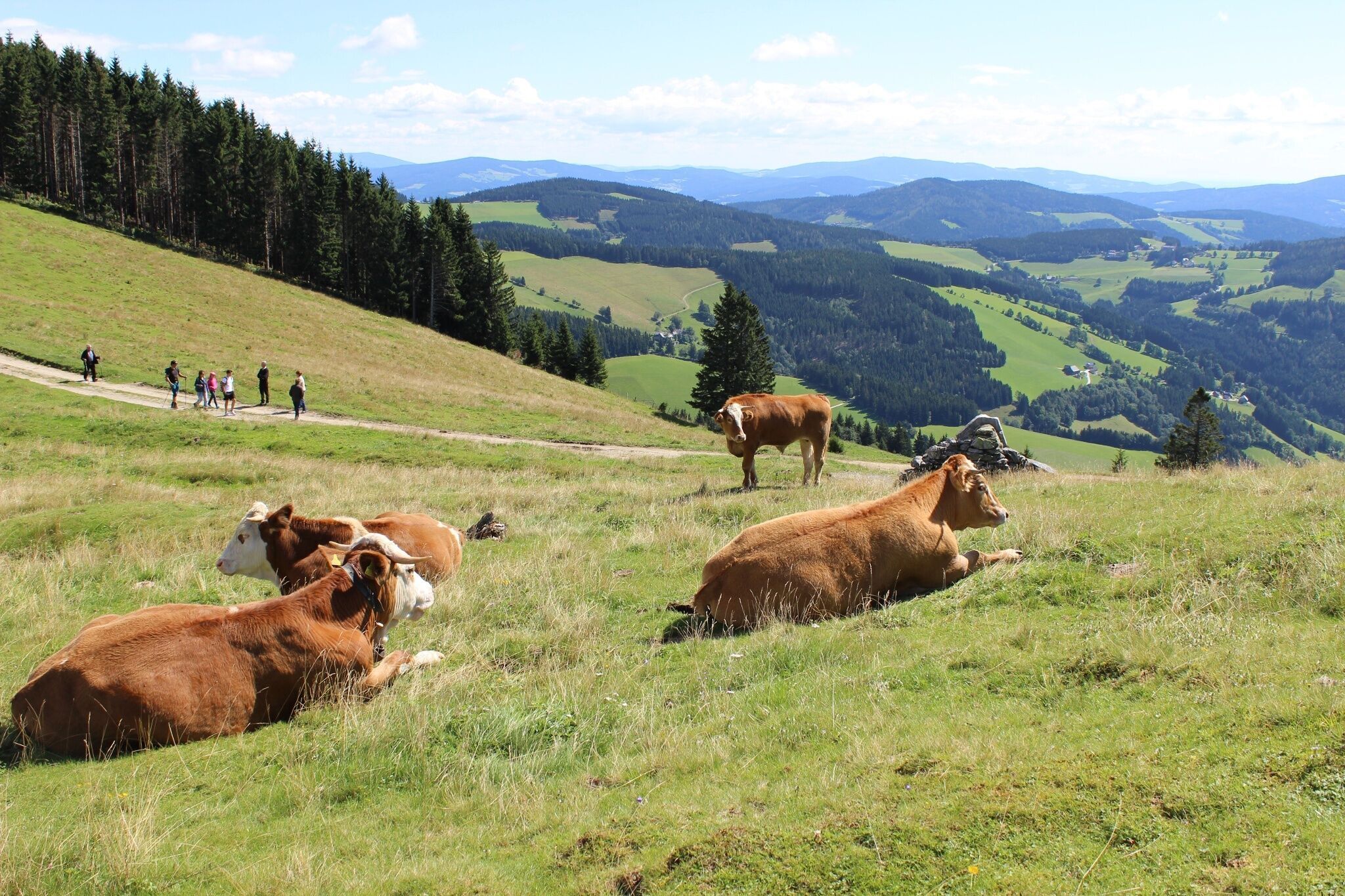 Foto zur Tour: Almenland-Wanderweg, Teichalm