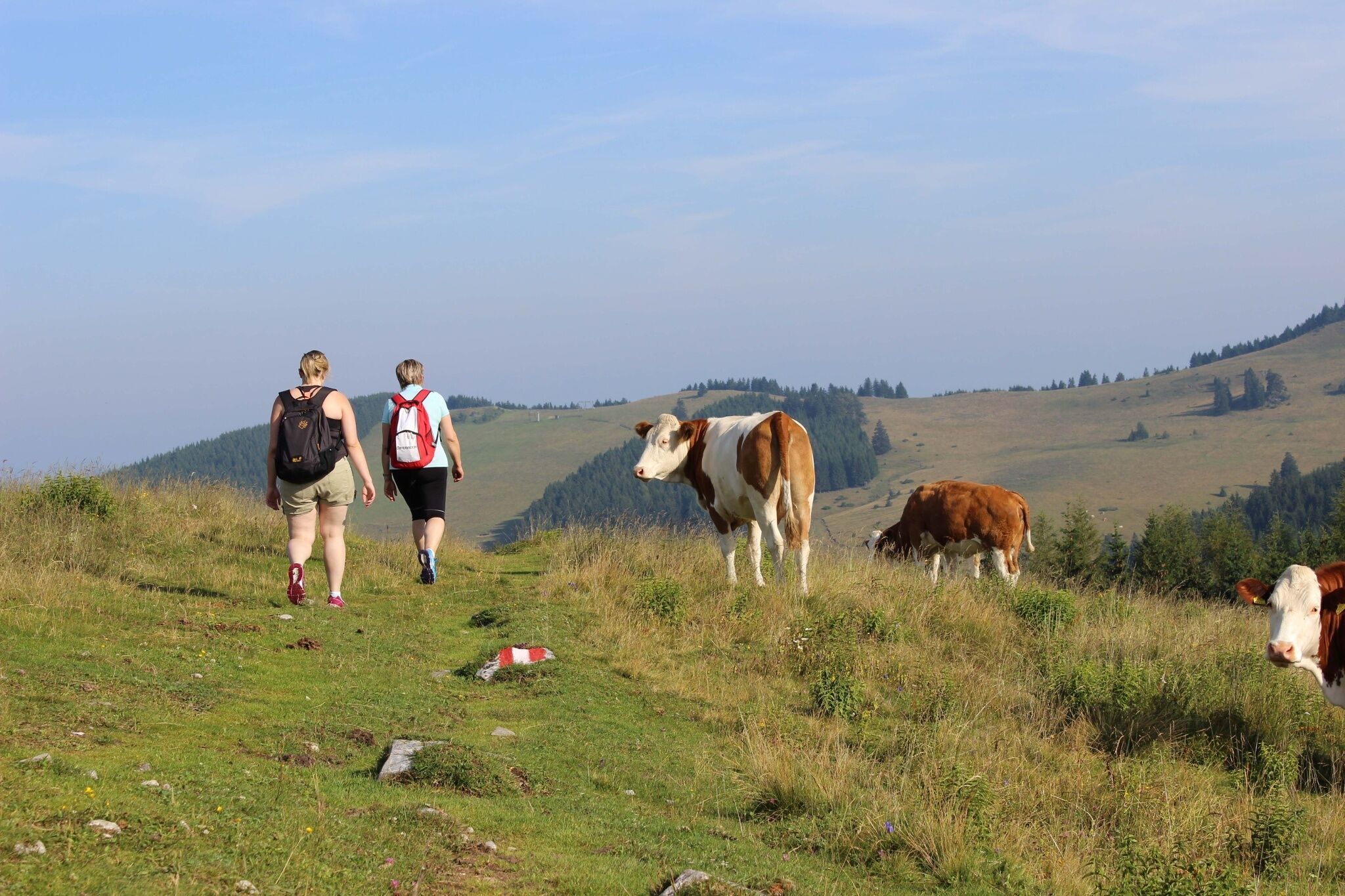 Foto zur Tour: Almenland-Wanderweg, Teichalm