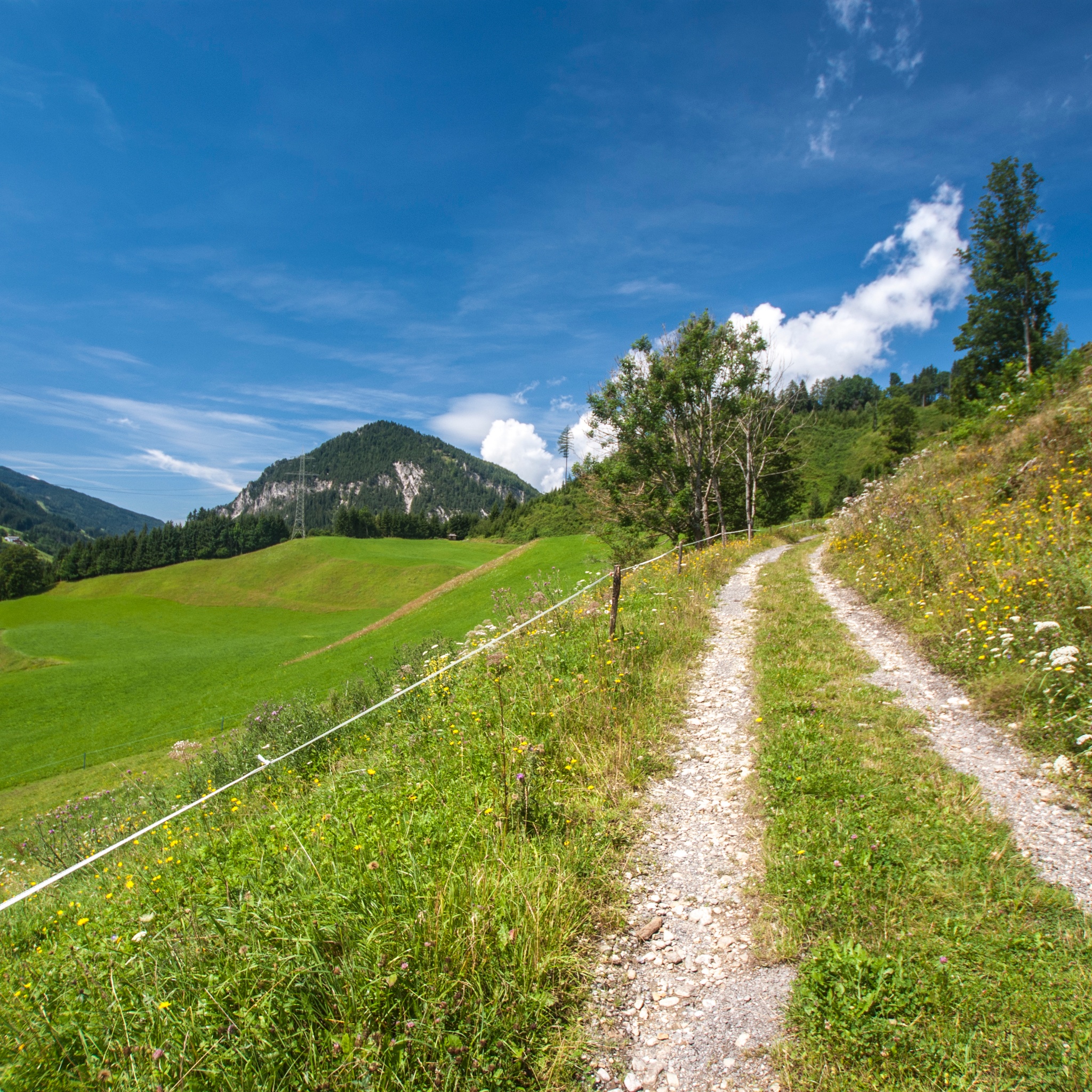 Ein zweispuriger Schotterweg verläuft entlang von Almwiesen und einem Weidezaun. Im Hintergrund ist ein markanter bewaldeter Berggipfel zu sehen.