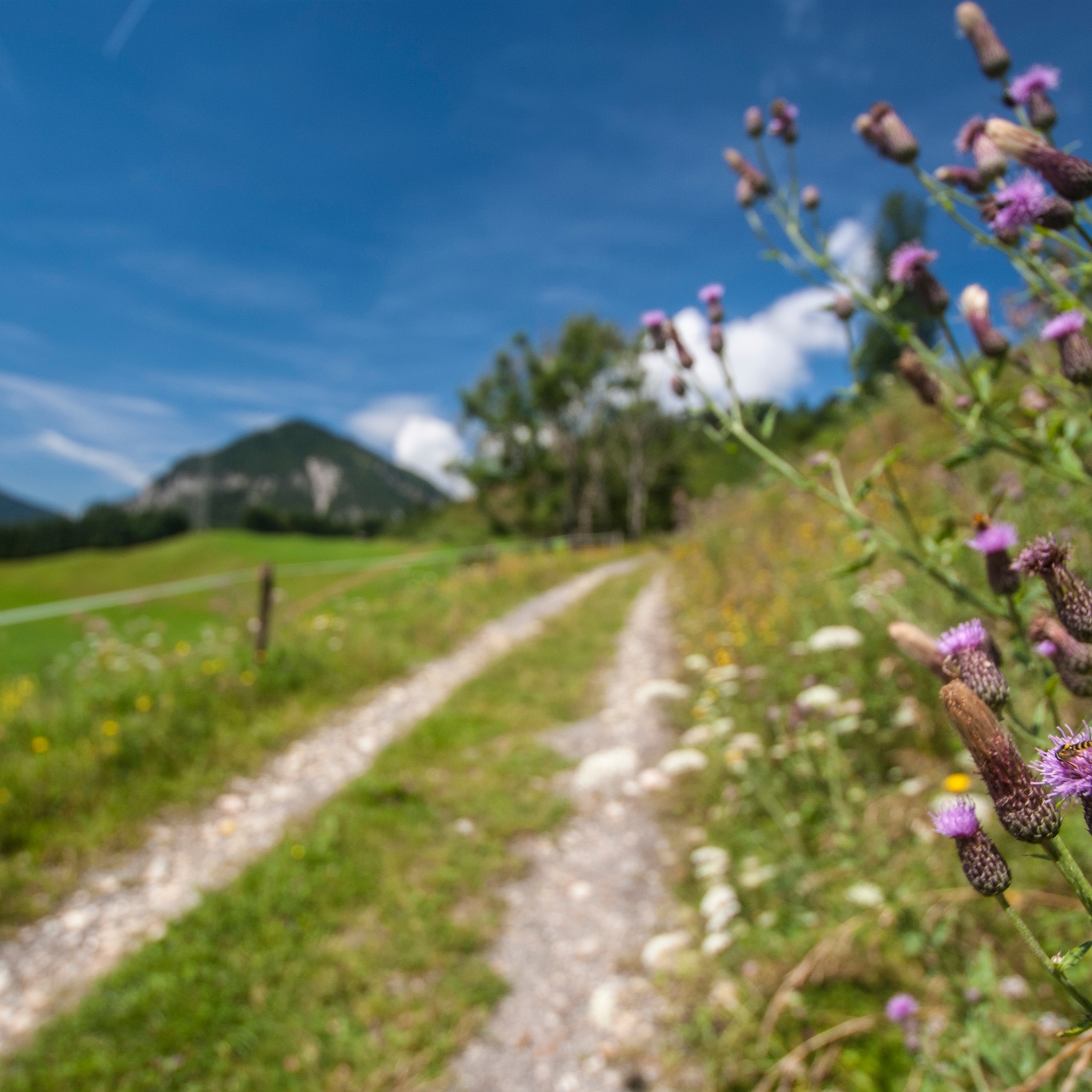 Ein Schotterweg führt durch eine alpine Wiesenlandschaft. Im Vordergrund sind lila Wildblumen scharf abgebildet, während im Hintergrund bewaldete Berge unter blauem Himmel zu sehen sind.