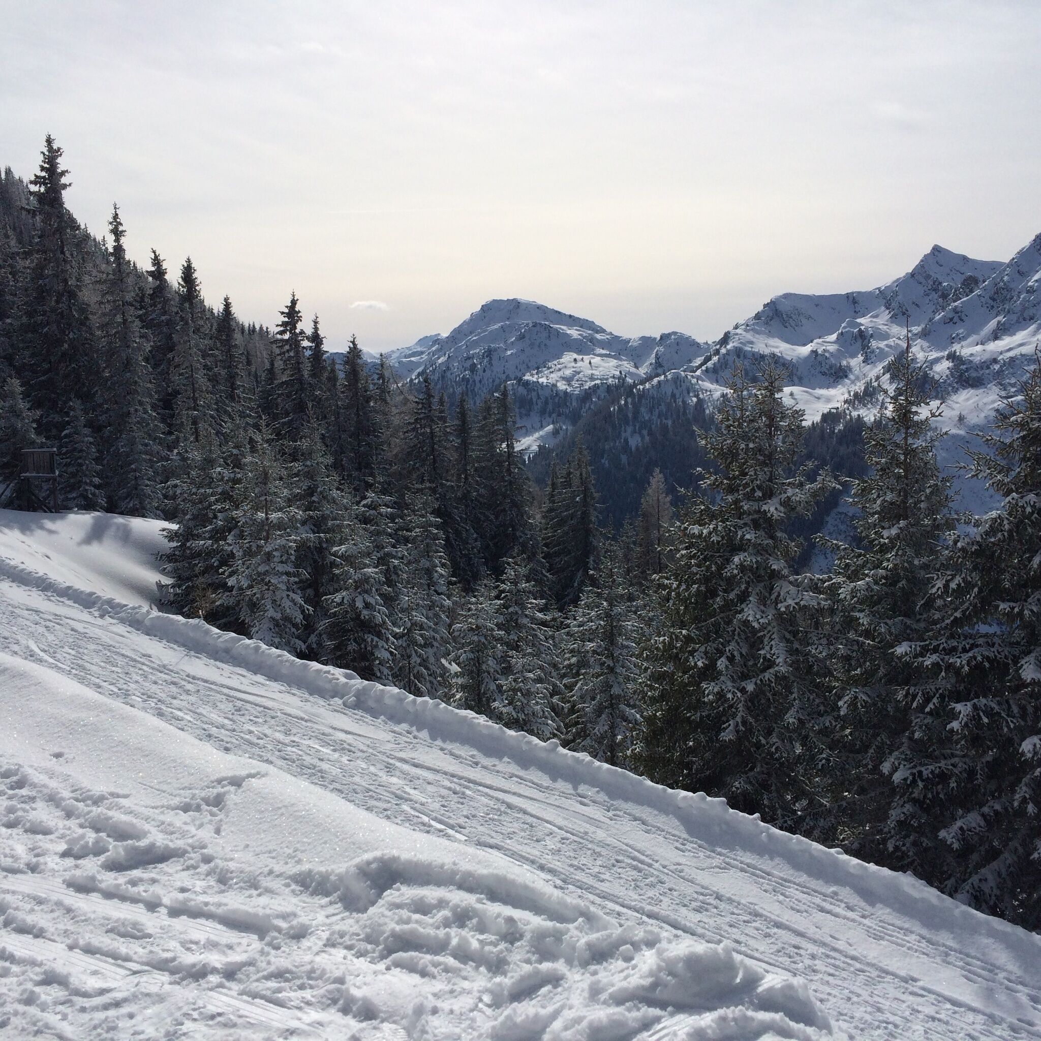 Ein breiter, festgetretener Pfad führt durch einen Nadelwald. Im Hintergrund sind schneebedeckte Alpengipfel unter leicht bewölktem Himmel zu sehen.