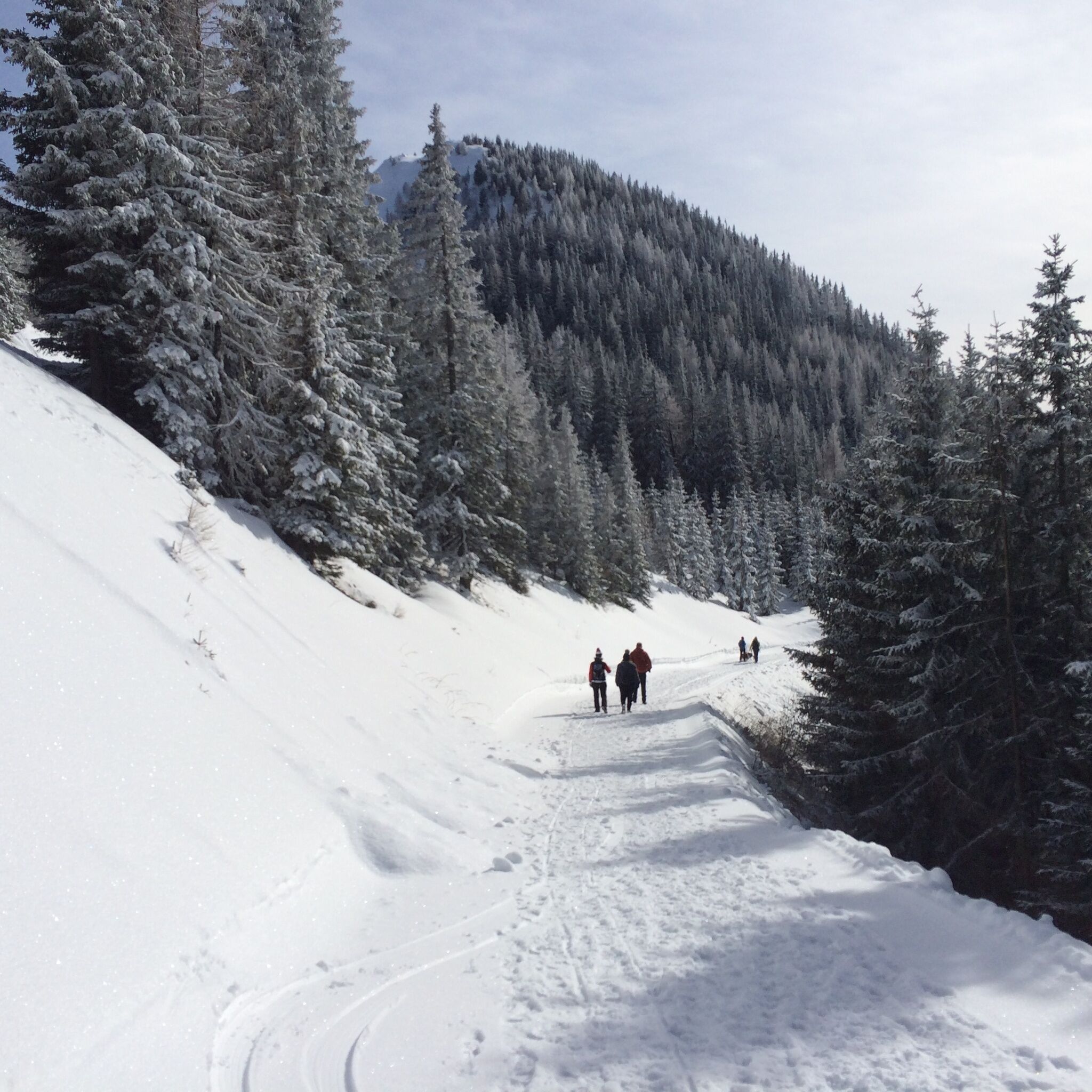 Personengruppen wandern auf einem präparierten Schneeweg durch eine alpine Waldlandschaft. Im Hintergrund erstreckt sich ein bewaldeter Berghang unter leicht bewölktem Himmel.