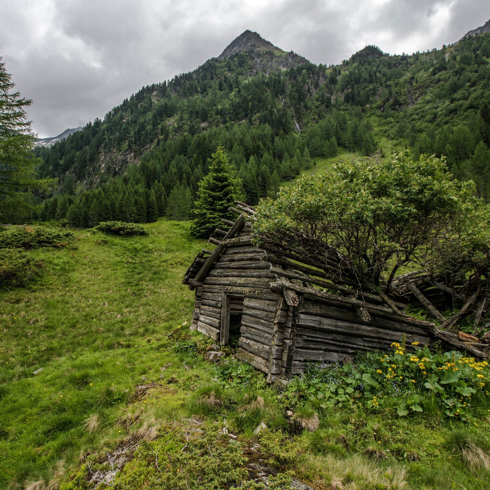 Eine baufällige Blockhütte aus dunklem Holz steht auf einer Bergwiese. Im Hintergrund erstrecken sich dichte Nadelwälder und steile Gipfel der Obertaler Alpen.
