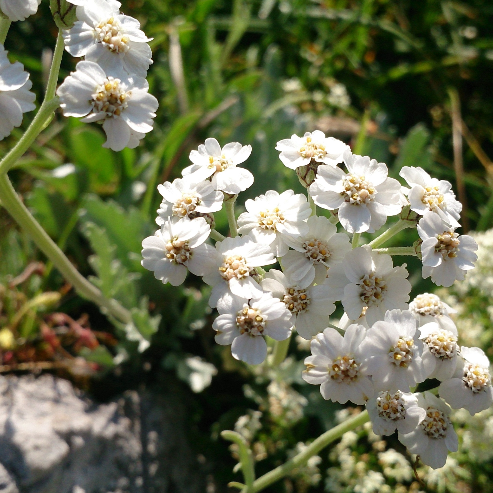 Foto zur Tour: Almenwanderung Tonion