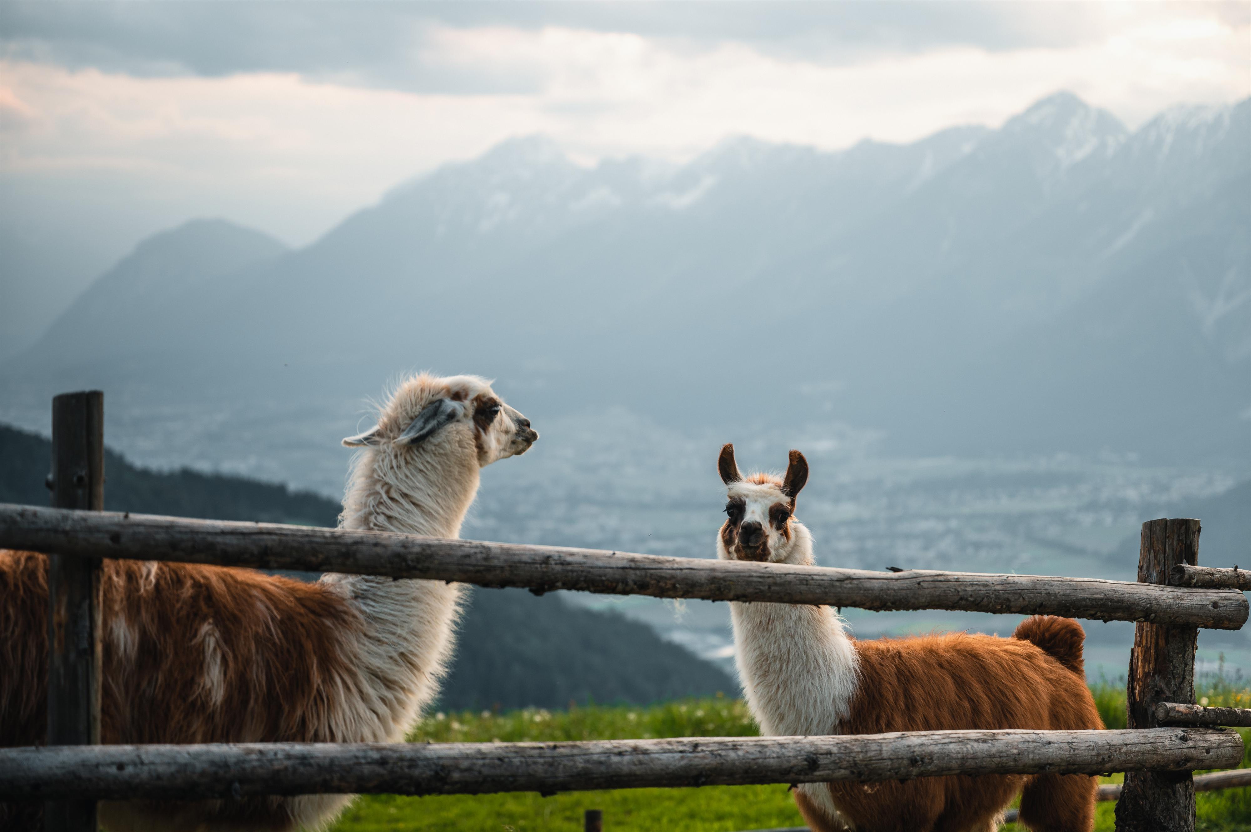 Geführte Lamatrekkingtour im Sommer