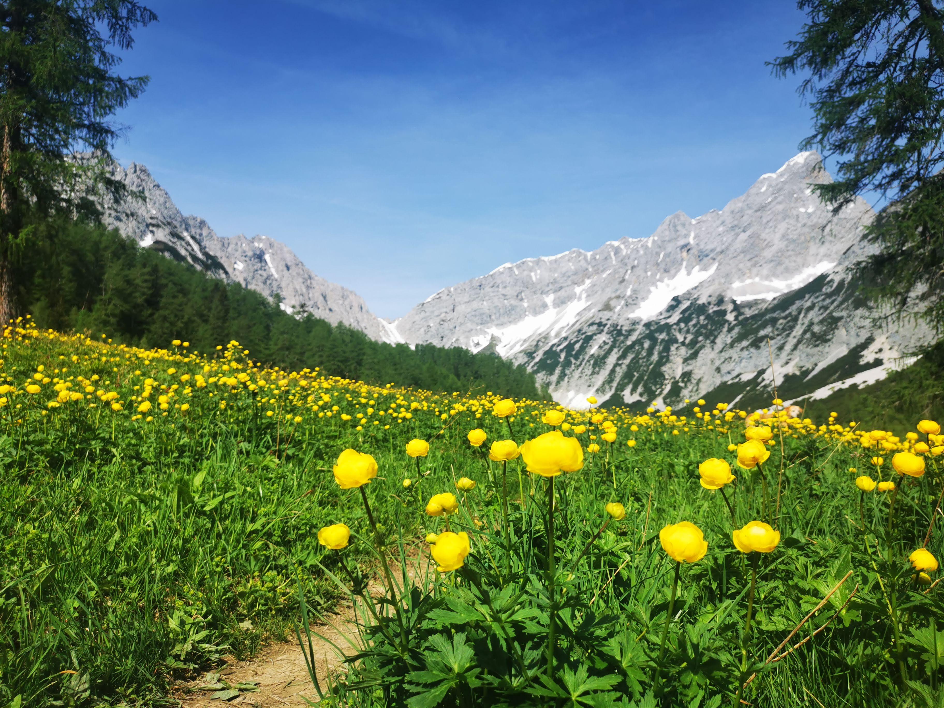 Geführte Wanderung: Ins Blumenparadies zum Issanger