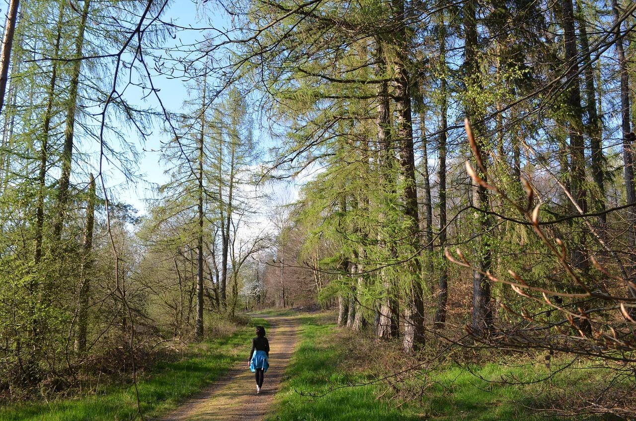 Wald der Zukunft