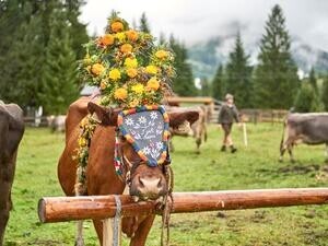 Alpfahrt Grän-Haldensee